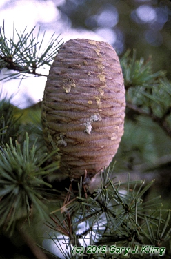Cedrus libani