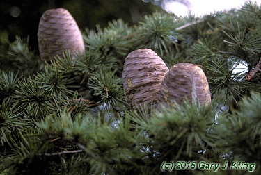 Cedrus libani