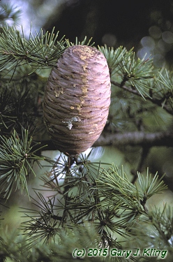 Cedrus libani