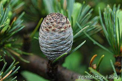 Cedrus libani