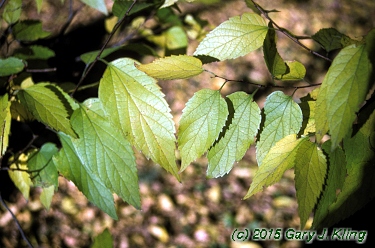 Celtis laevigata habit: UIPLANTS