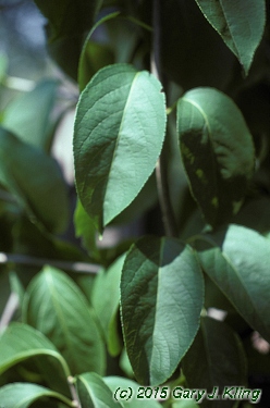 Celastrus scandens