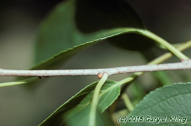 Celastrus scandens