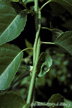 Celastrus scandens