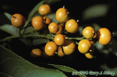 Celastrus scandens