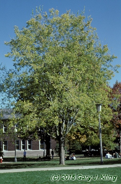 Celtis laevigata