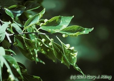 Celtis laevigata