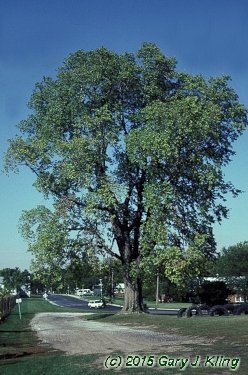 Celtis occidentalis