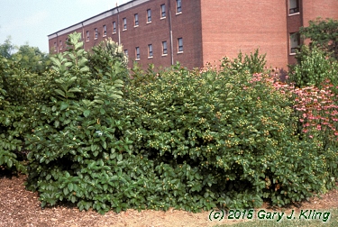 Cephalanthus occidentalis