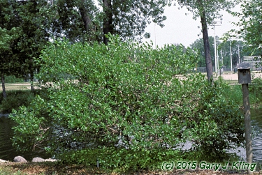 Cephalanthus occidentalis
