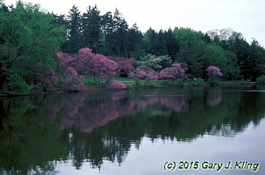 Cercis canadensis