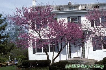 Cercis canadensis