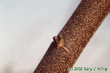 Cercis canadensis
