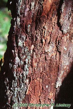 Cercis canadensis