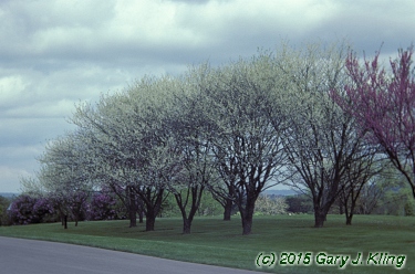 Cercis canadensis 'Alba'