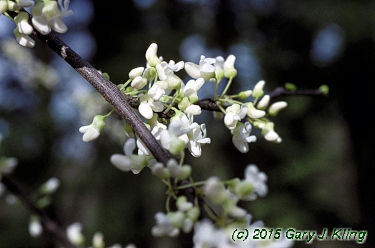 Cercis canadensis 'Alba'