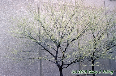 Cercis canadensis 'Alba'