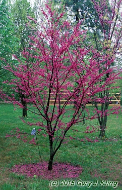 Cercis canadensis 'Appalachian Red'