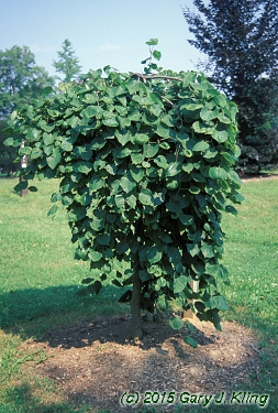 Cercis canadensis 'Covey' (Lavender Twist [TM])