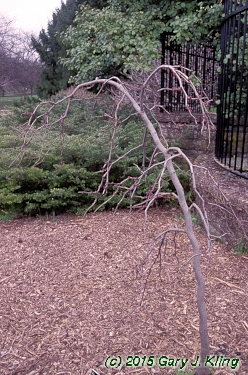 Cercis canadensis 'Covey' (Lavender Twist [TM])