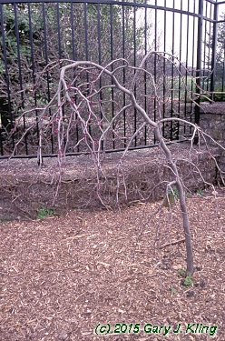Cercis canadensis 'Covey' (Lavender Twist [TM])
