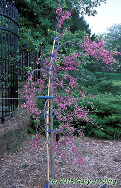 Cercis canadensis 'Covey' (Lavender Twist [TM])