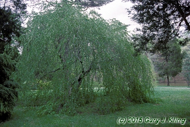 Cercidiphyllum japonicum 'Amazing Grace'