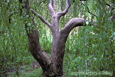 Cercidiphyllum japonicum 'Amazing Grace' habit: UIPLANTS