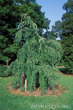 Cercidiphyllum magnificum f. pendula habit: UIPLANTS