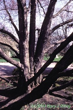 Cercidiphyllum japonicum