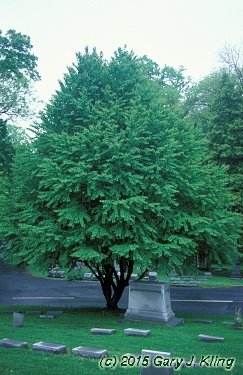 Cercidiphyllum japonicum