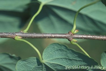 Cercidiphyllum japonicum