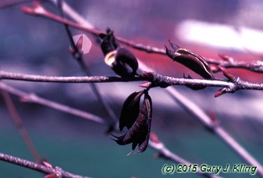 Cercidiphyllum japonicum