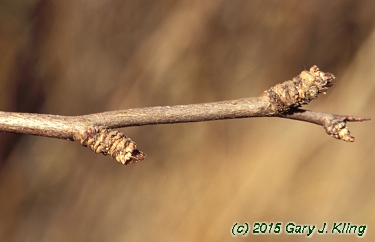 Chaenomeles japonica