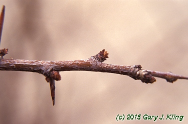 Chaenomeles japonica