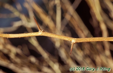 Chaenomeles japonica