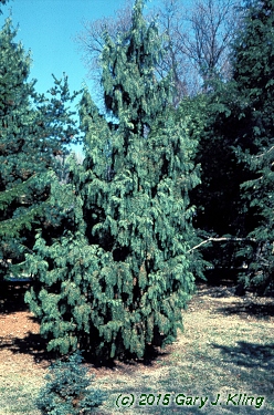 Chamaecyparis nootkatensis 'Pendula'