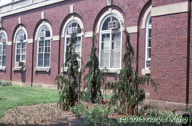 Chamaecyparis nootkatensis 'Pendula'