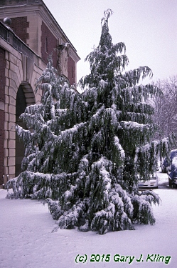 Chamaecyparis nootkatensis 'Pendula'