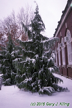Chamaecyparis nootkatensis 'Pendula'