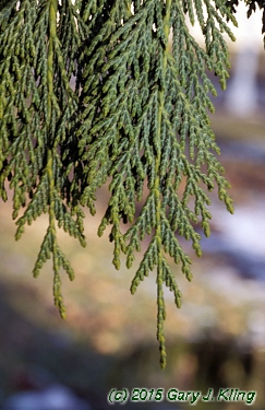 Chamaecyparis nootkatensis 'Pendula'