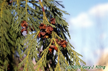 Chamaecyparis nootkatensis 'Pendula'