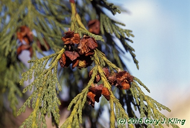 Chamaecyparis nootkatensis 'Pendula'