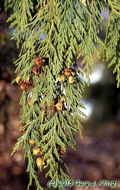 Chamaecyparis nootkatensis 'Pendula'