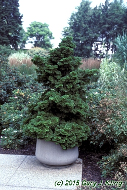 Chamaecyparis obtusa 'Nana Gracilis'