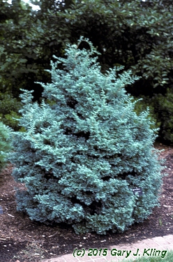 Chamaecyparis pisifera 'Boulevard'