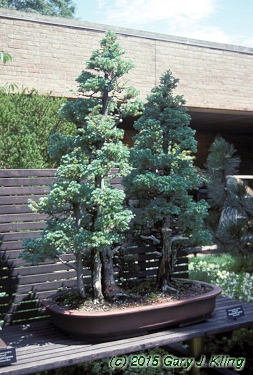 Chamaecyparis pisifera 'Boulevard'