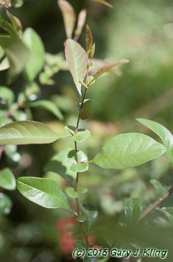 Chaenomeles x superba