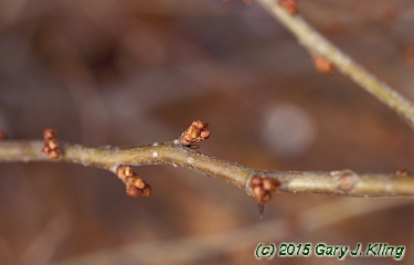 Chaenomeles x superba
