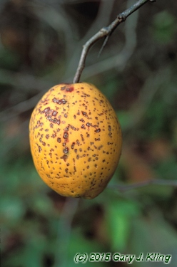 Chaenomeles x superba